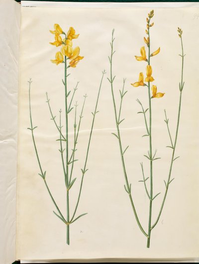 Spartan Junceum (Spartium) alkotó: Hans Simon Holtzbecker