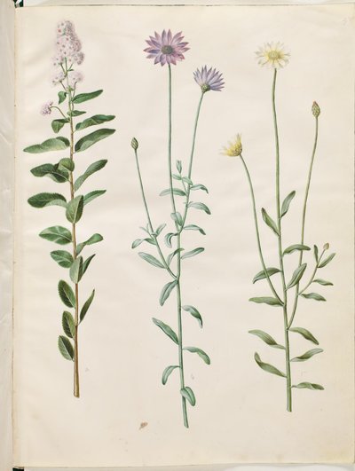 Spiraea salicifolia (cölöpös spirea); Catananche kék (blå rasleblomst) alkotó: Hans Simon Holtzbecker