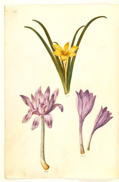 Sternbergia lutea (almindelig sternbergia); Colchicum autumnale (høst-tidløs); Colchicum tarka (plettet tidløs) alkotó: Hans Simon Holtzbecker