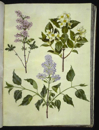 Syringa ×persica (perzsa sóska); Philadelphus coronarius (illatos pipafa); Syringa vulgaris (közönséges sóska) alkotó: Hans Simon Holtzbecker