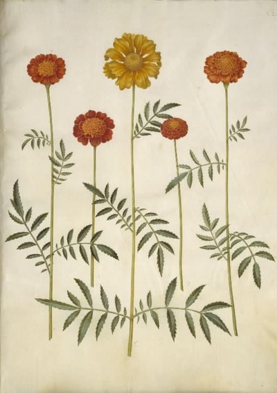Tagetes patula (rácsos bársonyvirág) alkotó: Hans Simon Holtzbecker
