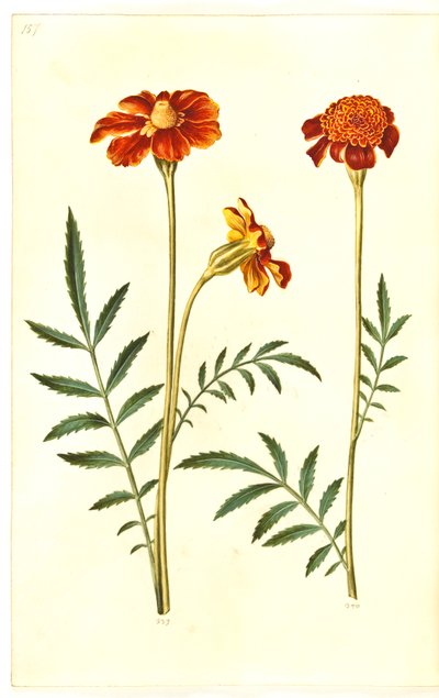 Tagetes patula (rácsos bársonyvirág) alkotó: Hans Simon Holtzbecker