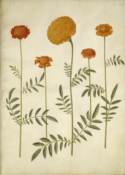 Tagetes patula (rácsos bársonyvirág); Tagetes erecta (felálló bársonyvirág) alkotó: Hans Simon Holtzbecker