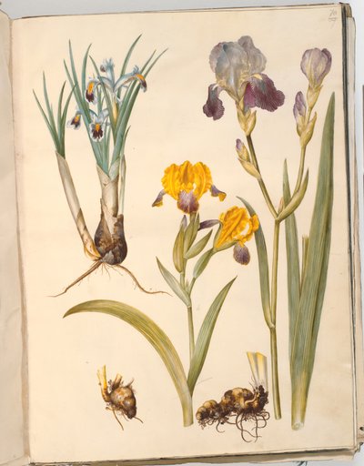 Cím: Iris persica (perzsa írisz); Iris variegata (tarka írisz); Iris × sambucina (shelf írisz) alkotó: Hans Simon Holtzbecker