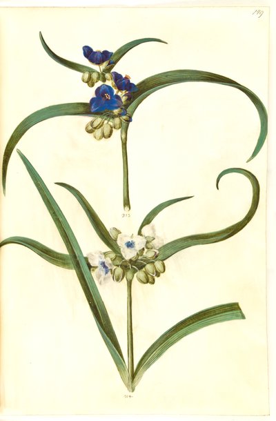 Tradescantia virginiana eller Tradescantia ohiensis (?) (blomsterjøde) alkotó: Hans Simon Holtzbecker