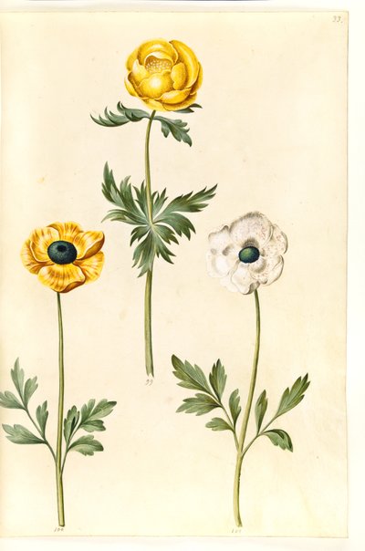 Trollius europaeus (európai réti szilva); Ranunculus asiaticus (kerti boglárka) alkotó: Hans Simon Holtzbecker