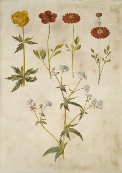 Trollius europaeus (európai réti szilva); Ranunculus asiaticus (kerti boglárka); Ranunculus aconitifolius (ezüstgombos boglárka) alkotó: Hans Simon Holtzbecker