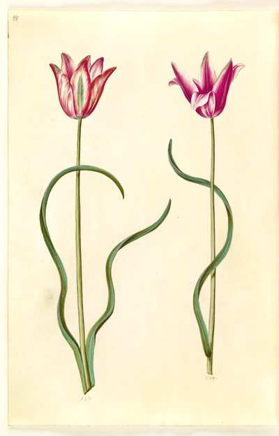 Tulipa clusiana (clusius-tulipán) alkotó: Hans Simon Holtzbecker