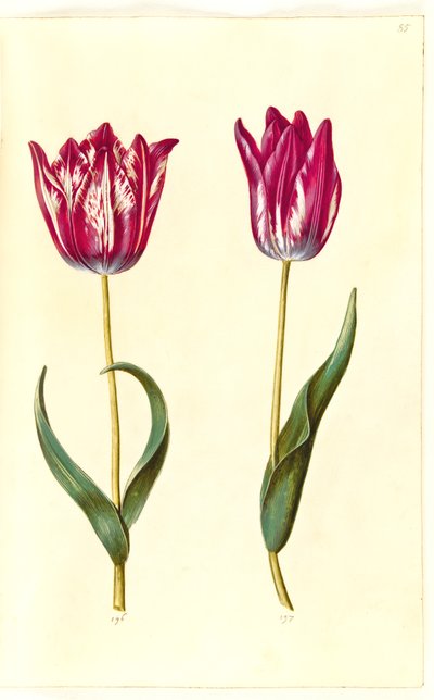 Tulipa gesneriana (have-tulipán) alkotó: Hans Simon Holtzbecker