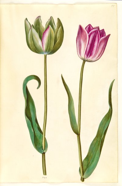 Tulipa gesneriana (have-tulipán) alkotó: Hans Simon Holtzbecker