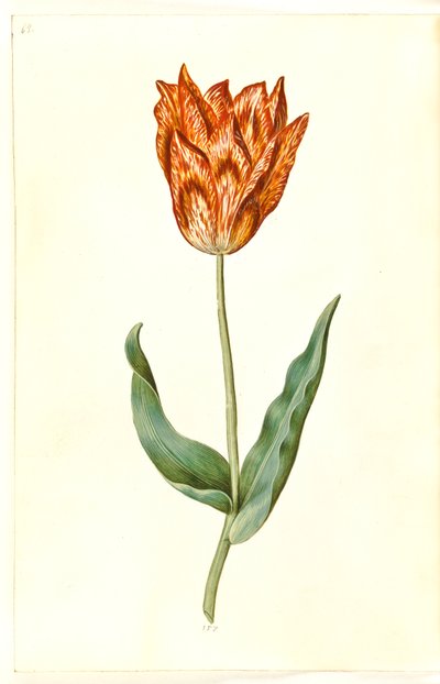 Tulipa gesneriana (have-tulipán) alkotó: Hans Simon Holtzbecker