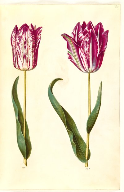 Tulipa gesneriana (have-tulipán) alkotó: Hans Simon Holtzbecker