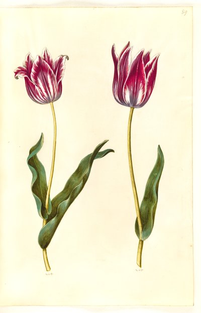 Tulipa gesneriana (have-tulipán) alkotó: Hans Simon Holtzbecker