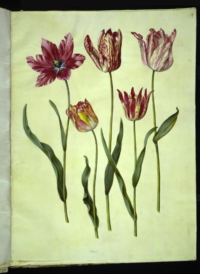 Tulipa gesneriana (have-tulipán) alkotó: Hans Simon Holtzbecker