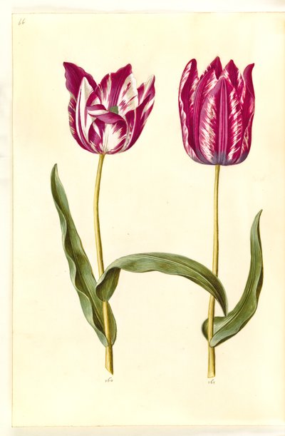 Tulipa gesneriana (have-tulipán) alkotó: Hans Simon Holtzbecker