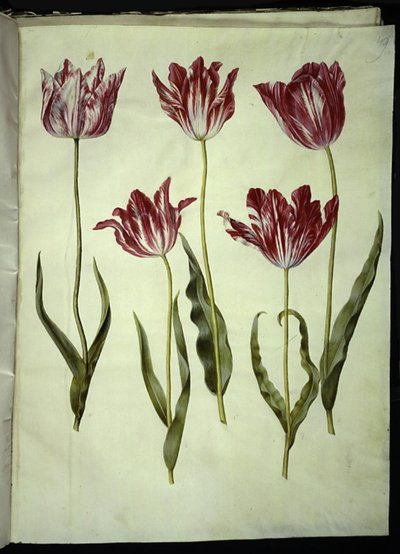 Tulipa gesneriana (have-tulipán) alkotó: Hans Simon Holtzbecker