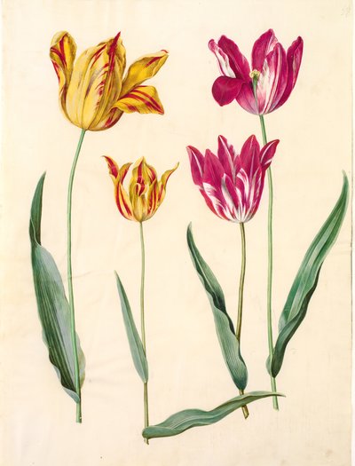 Tulipa gesneriana (have-tulipán) alkotó: Hans Simon Holtzbecker