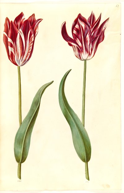 Tulipa gesneriana (have-tulipán) alkotó: Hans Simon Holtzbecker