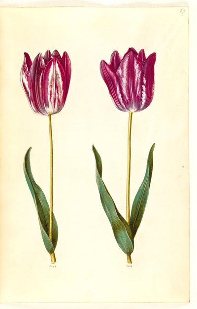 Tulipa gesneriana (have-tulipán) alkotó: Hans Simon Holtzbecker