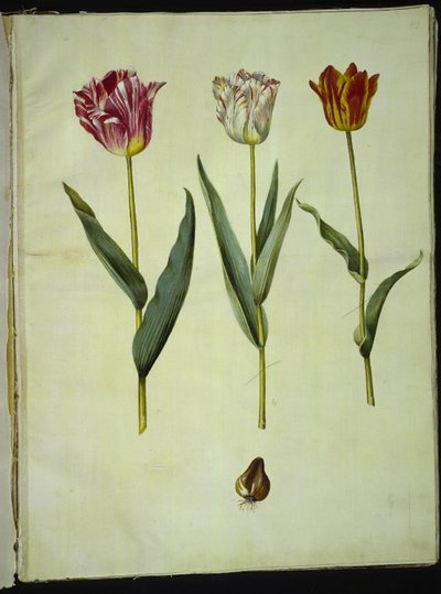 Tulipa gesneriana (have-tulipán) alkotó: Hans Simon Holtzbecker