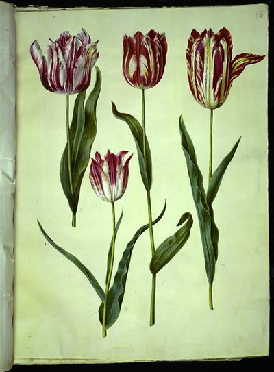 Tulipa gesneriana (have-tulipán) alkotó: Hans Simon Holtzbecker
