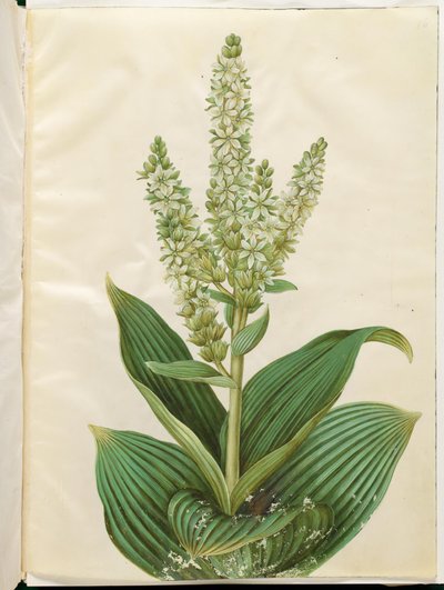 Veratrum album (fehér összecsukható levél) alkotó: Hans Simon Holtzbecker