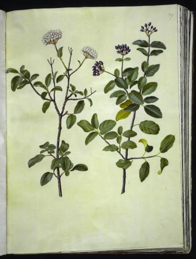 Viburnum tinus (téli hógolyó) alkotó: Hans Simon Holtzbecker