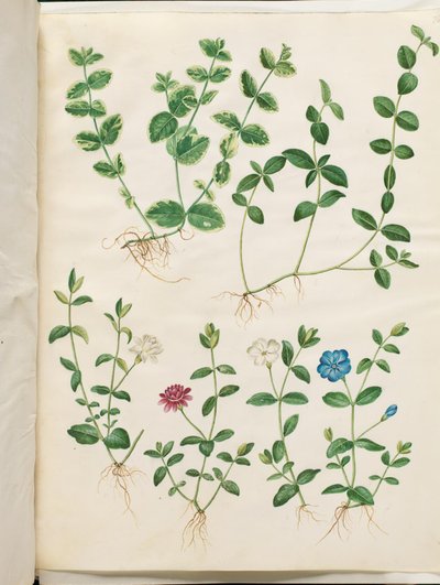 Vinca minor (kis örökzöld) alkotó: Hans Simon Holtzbecker