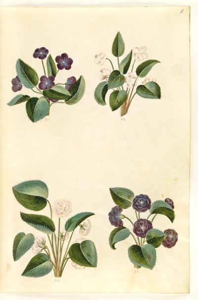 Viola odorata (marts-brácsa) alkotó: Hans Simon Holtzbecker