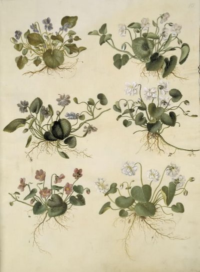 Viola odorata (marts-brácsa) alkotó: Hans Simon Holtzbecker