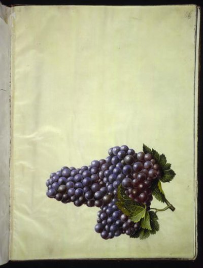 Vitis vinifera (közönséges bor) alkotó: Hans Simon Holtzbecker