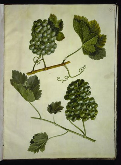 Vitis vinifera (közönséges bor) alkotó: Hans Simon Holtzbecker