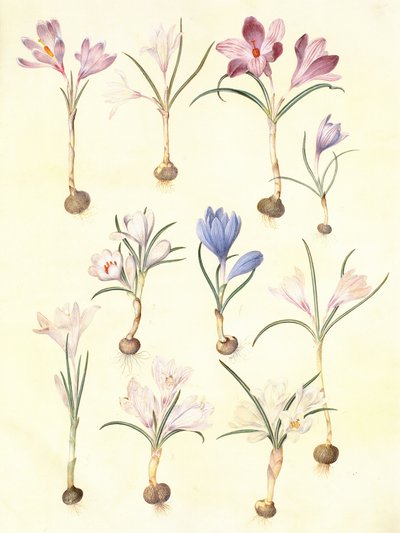 Crocus vernus alkotó: Hans Simon Holtzbecker