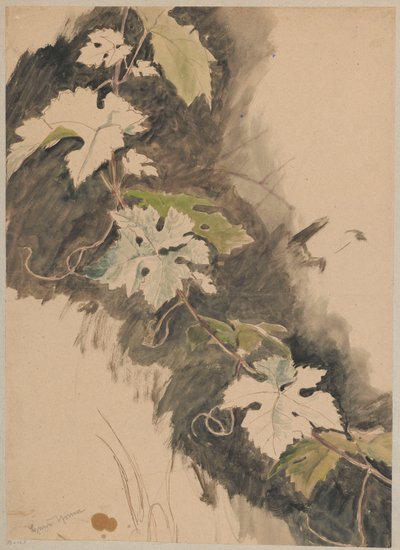 Szőlőtőke-tanulmány alkotó: Hans Thoma