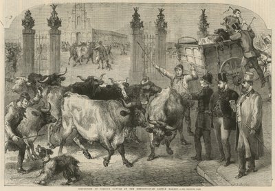 Külföldi szarvasmarha ellenőrzése a Fővárosi Marhapiacon (metszet) alkotó: Harden Sidney (after) Melville