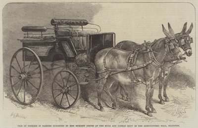 Szamár pár hámban, Miss Burdett Coutts az öszvér és szamár kiállításon az islingtoni mezőgazdasági csarnokban alkotó: Harden Sidney Melville