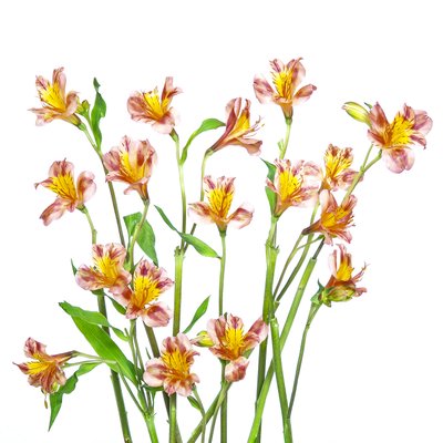 Élénk színű alstroemeria-csokor alkotó: Hardik Pandya