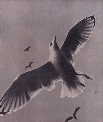 Gyors és magasan szárnyaló, Meredith (f/w fotó) alkotó: Harold Burdekin