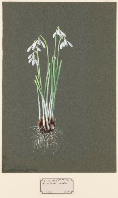 Galanthus nivalis L. Hóvirág, c1903-1915. alkotó: Harold Drinkwater