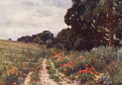 Pipacsok (színes litográfia) alkotó: Harold Sutton Palmer