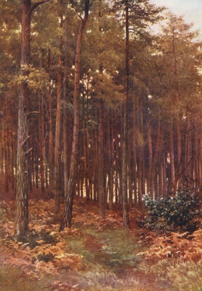 A fenyőerdő mélyén, Ripley (színes litográfia) alkotó: Harold Sutton Palmer