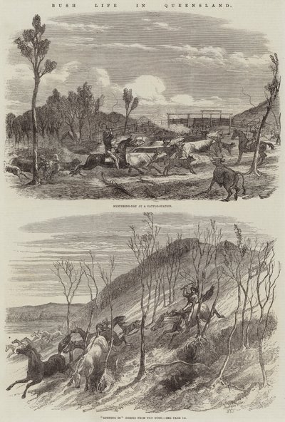 Bush élete Queenslandben alkotó: Harrison William Weir