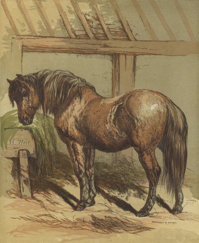 Charlie, a ló alkotó: Harrison William Weir