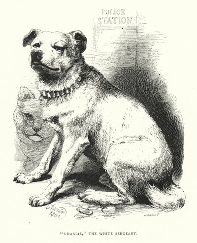 "Charlie", a fehér őrmester (metszet) alkotó: Harrison William Weir