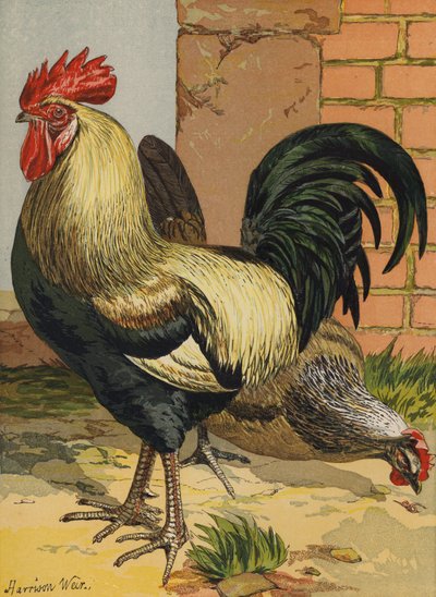 Színes dorkingok (chromolitho) alkotó: Harrison William Weir