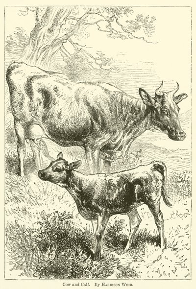 Tehén és borjú alkotó: Harrison William Weir
