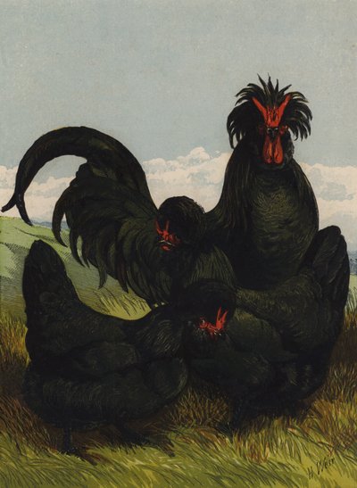 Creve Coeur (chromolitho) alkotó: Harrison William Weir
