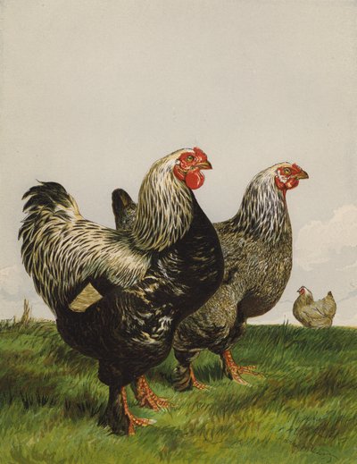 Sötét brahmák (chromolitho) alkotó: Harrison William Weir