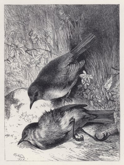 Robin társának halála (metszet) alkotó: Harrison William Weir