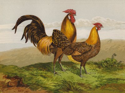 Aranyceruza Hamburgok (chromolitho) alkotó: Harrison William Weir